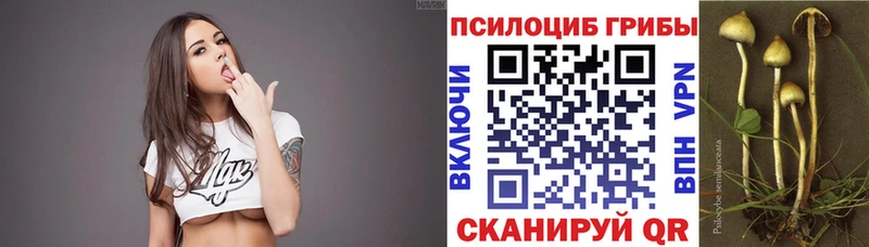 Псилоцибиновые грибы мицелий  наркота  Пойковский 